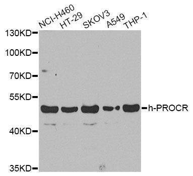 Anti-PROCR Antibody