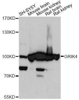 Anti-GRIK4 Antibody