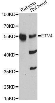 Anti-ETV4 Antibody
