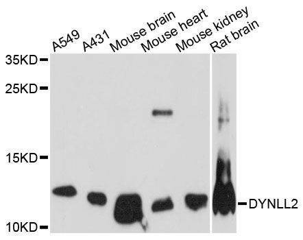Anti-DYNLL2 Antibody