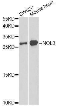 Anti-NOL3 Antibody