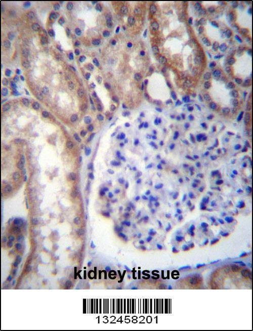 Anti-GNA14 (N-term) Antibody