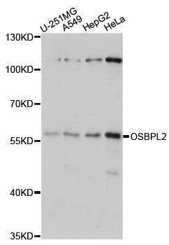 Anti-OSBPL2 Antibody