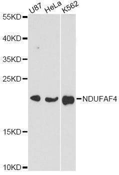 Anti-NDUFAF4 Antibody