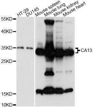 Anti-CA13 Antibody