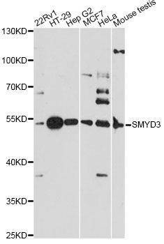 Anti-SMYD3 Antibody