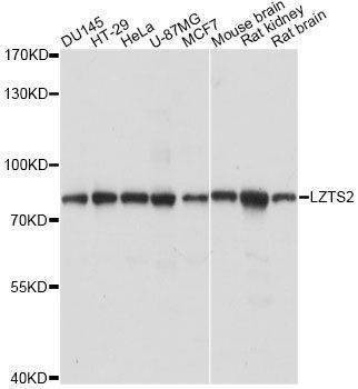 Anti-LZTS2 Antibody
