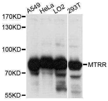 Anti-MTRR Antibody