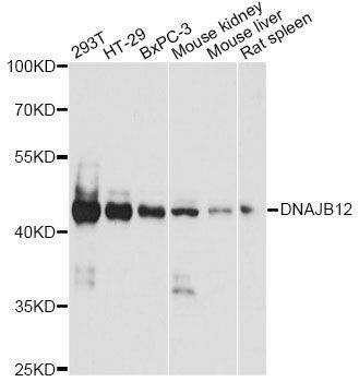 Anti-DNAJB12 Antibody