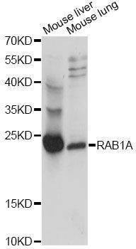 Anti-RAB1A Antibody