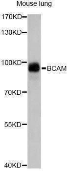 Anti-BCAM Antibody