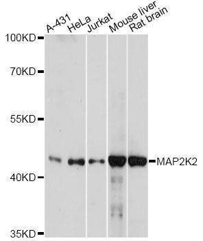 Anti-MAP2K2 Antibody