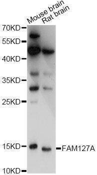 Anti-FAM127A Antibody