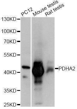 Anti-Pdha2 Antibody