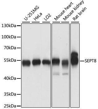 Anti-SEPT9 Antibody