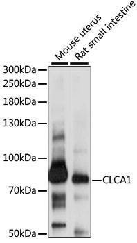 Anti-CLCA1 Antibody