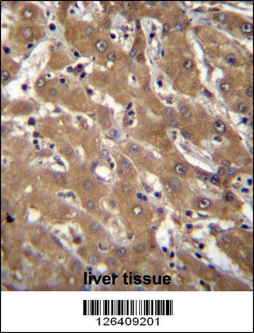 Anti-SPOPL (Center) Antibody