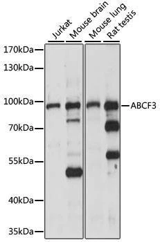 Anti-ABCF3 Antibody