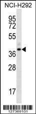 Anti-OR5I1 (C-term) Antibody