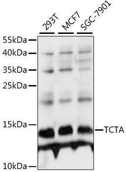 Anti-TCTA Antibody