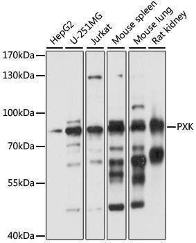Anti-PXK Antibody