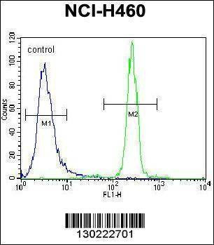 Anti-XYLT1 (N-term) Antibody