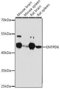 Anti-ENTPD6 Antibody