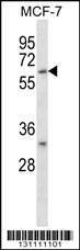 Anti-CD276 (C-term) Antibody