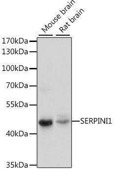 Anti-SERPINI1 Antibody