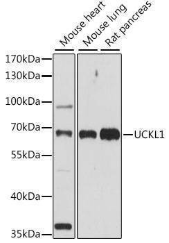 Anti-UCKL1 Antibody