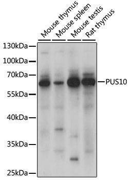 Anti-PUS10 Antibody