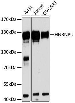 Anti-HNRNPU Antibody