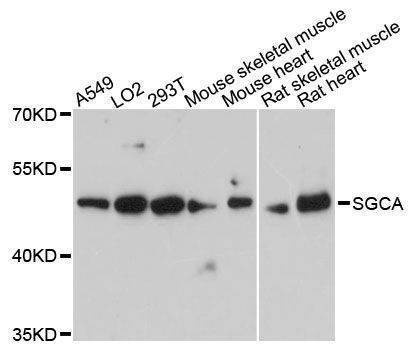 Anti-SGCA Antibody