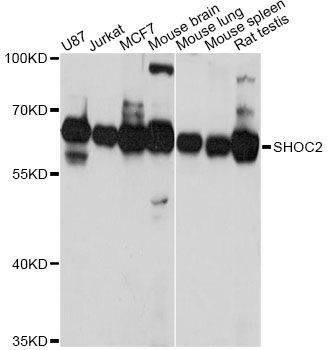 Anti-SHOC2 Antibody