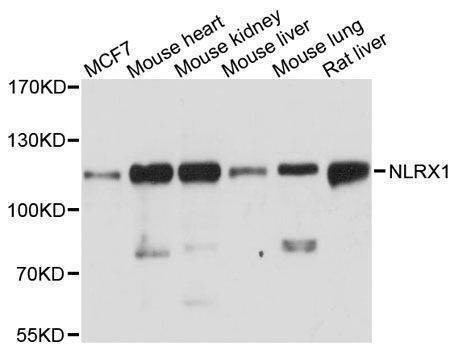 Anti-NLRX1 Antibody