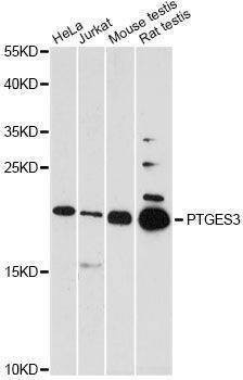 Anti-PTGES3 Antibody