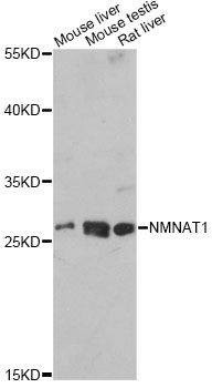Anti-NMNAT1 Antibody