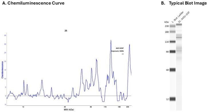 Cell lysate: A431 + EGF | Secondary Ab: Rabbit | Exposure: HDR | Expected MW (kDa): 87.3