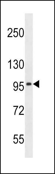 Anti-SLC8A3 (C-term) Antibody