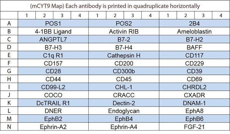 Mouse Cytokine Array Q9