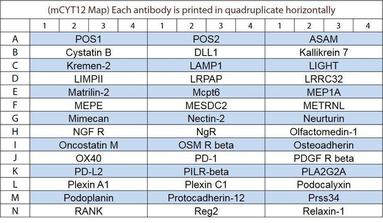 Mouse Cytokine Array Q12