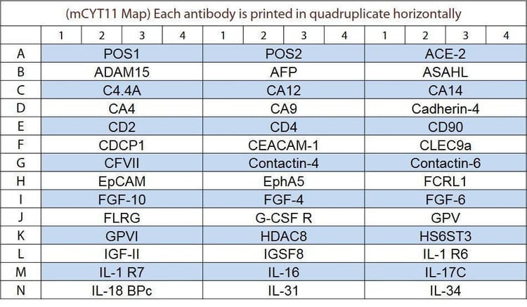Mouse Cytokine Array GS11