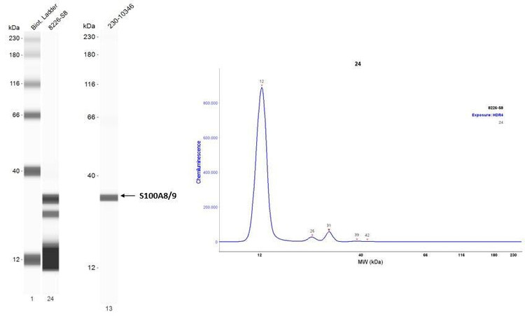 Anti-S100A8 Antibody