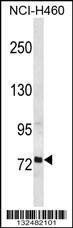 Anti-RFX2 (C-term) Antibody