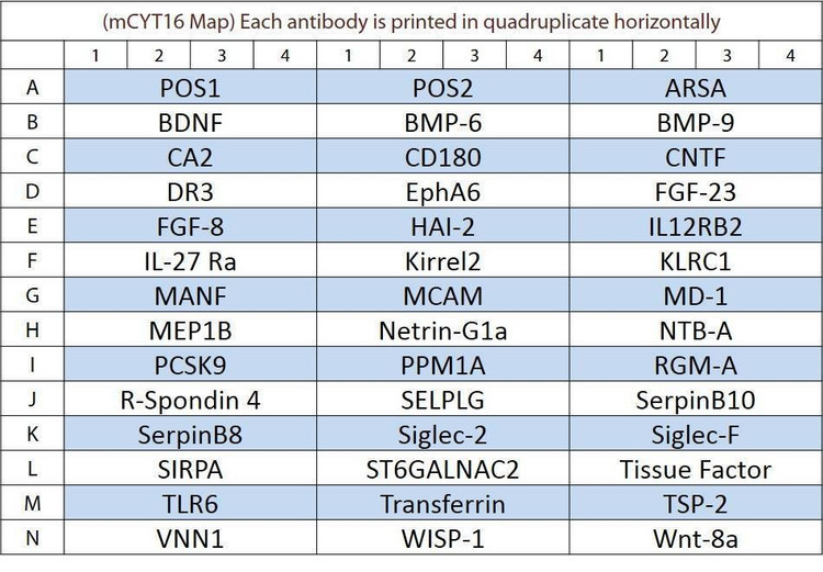 Mouse Cytokine Array Q16