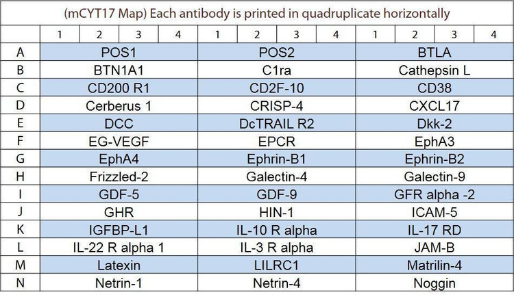 Mouse Cytokine Array Q17