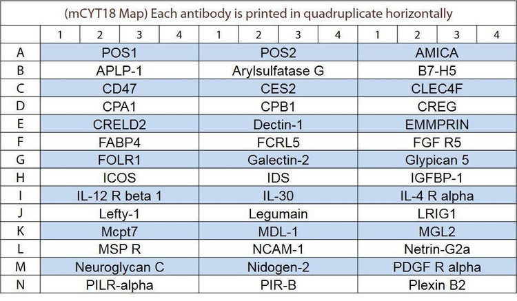 Mouse Cytokine Array Q18