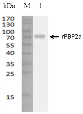 Anti-PBP2a Antibody