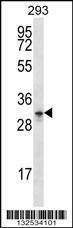 Anti-GPM6A (C-term) Antibody