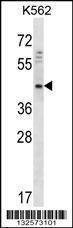 Anti-DOC2A (Center) Antibody